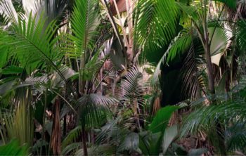 Do Palm Trees Produce Oxygen – The Amazing World Of Palm Trees!
