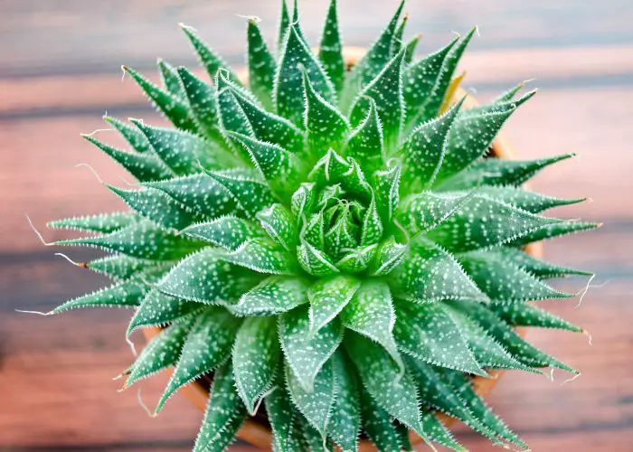  Does aloe vera reproduce by leaves