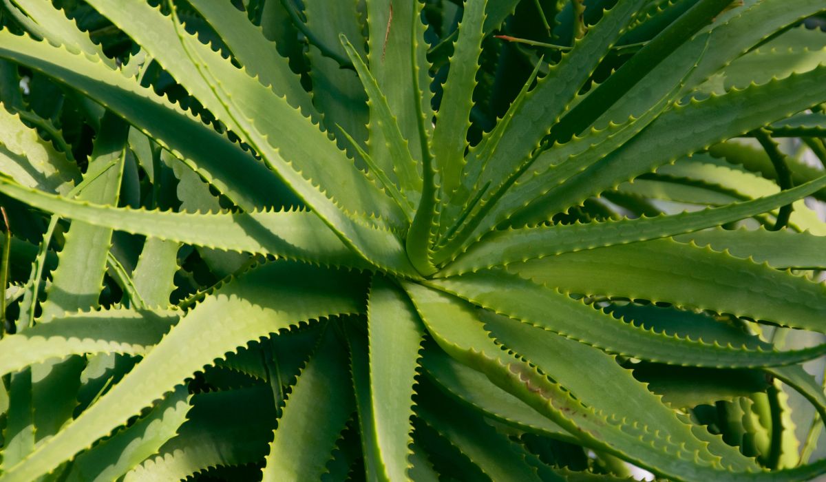 Female Aloe Vera Plant