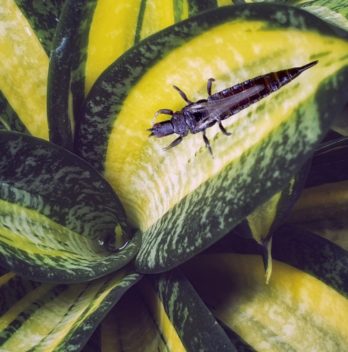 Have You Noticed Thrips On Snake Plant