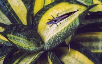 Have You Noticed Thrips On Snake Plant