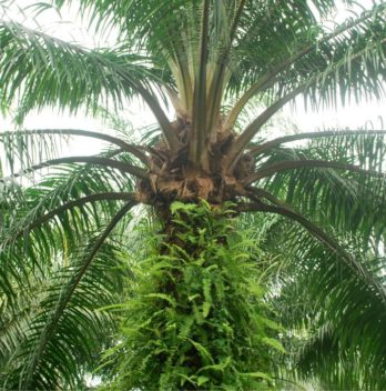 House Plants Palms Identify - What Kind Of Palm You Own 5 Tips For Best Palm Identifying