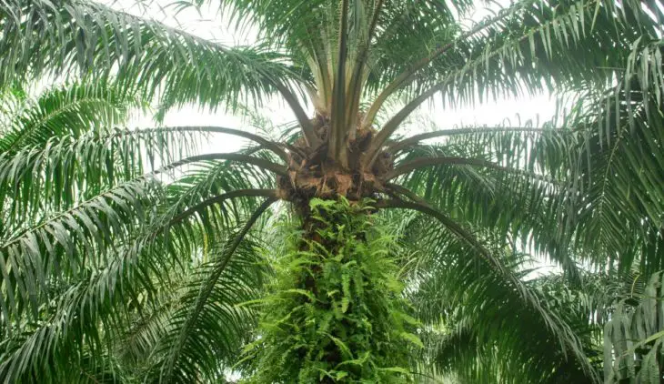 House Plants Palms Identify - What Kind Of Palm You Own 5 Tips For Best Palm Identifying