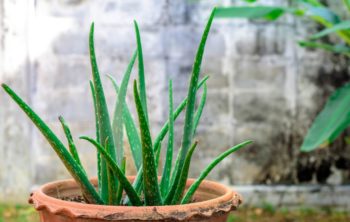 How Cold Can Aloe Tolerate Surprising Facts About The Aloe Vera Cold Tolerance