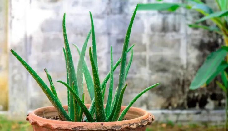 How Cold Can Aloe Tolerate Surprising Facts About The Aloe Vera Cold Tolerance
