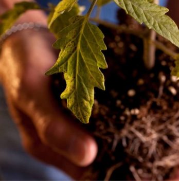 How Deep Do Tomato Plants' Roots Grow