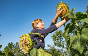 How To Harvest Sunflower Seeds -An Amazing Guide! 
