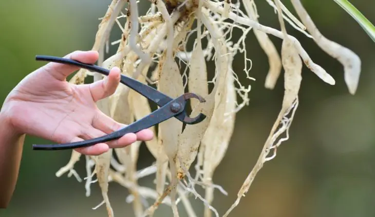 How To Trim Spider Plant Roots - Step By Step