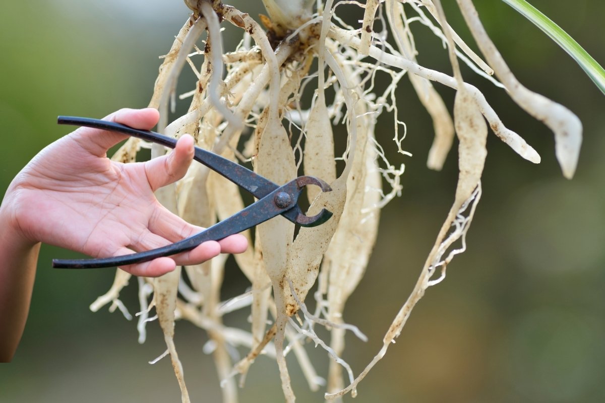 How To Trim Spider Plant Roots - Step By Step