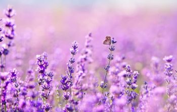 Is Lavender A Flower Or A Herb