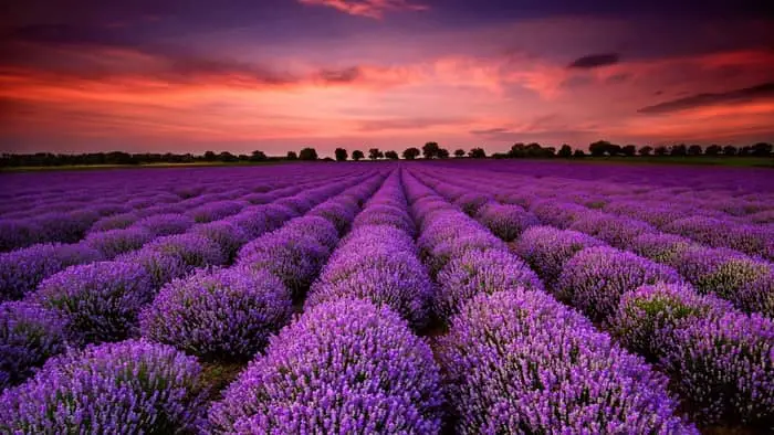 Is Lavender A Flower