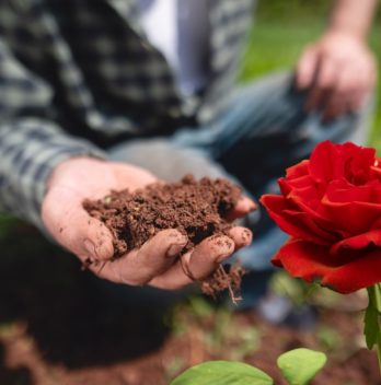 Is Rose Fertilizer Good For Other Plants