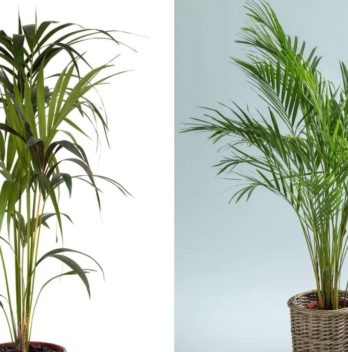 Kentia Palm vs Areca Palm