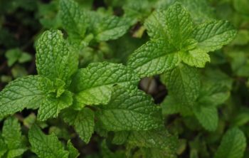 Mint White Spots & How To Treat Them!
