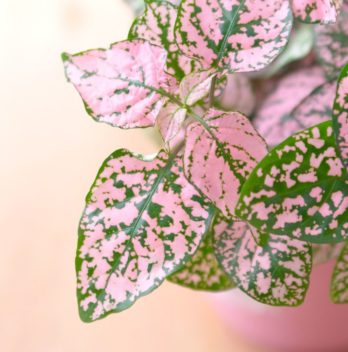 Overwatered Polka Dot Plant - 5 Tips You Should Know Before Watering Your Polka Dot Plant