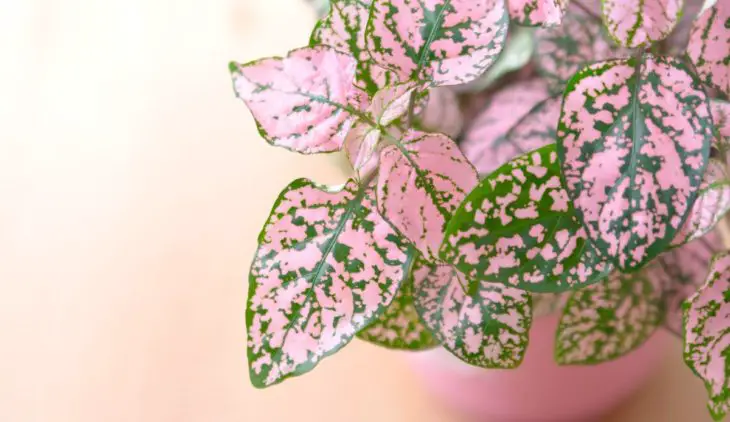Overwatered Polka Dot Plant - 5 Tips You Should Know Before Watering Your Polka Dot Plant