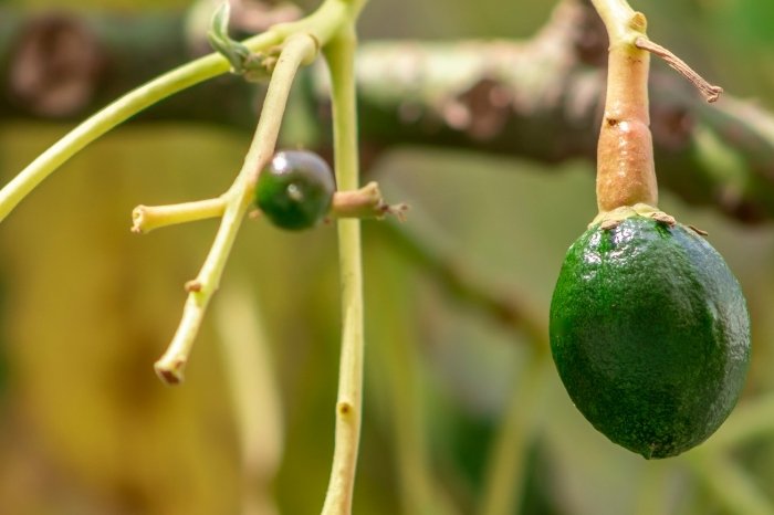 Reasons Why Avocado Tree Not Growing New Leaves - Too Cold