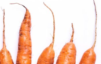 Root Carrots – A Quick Guide