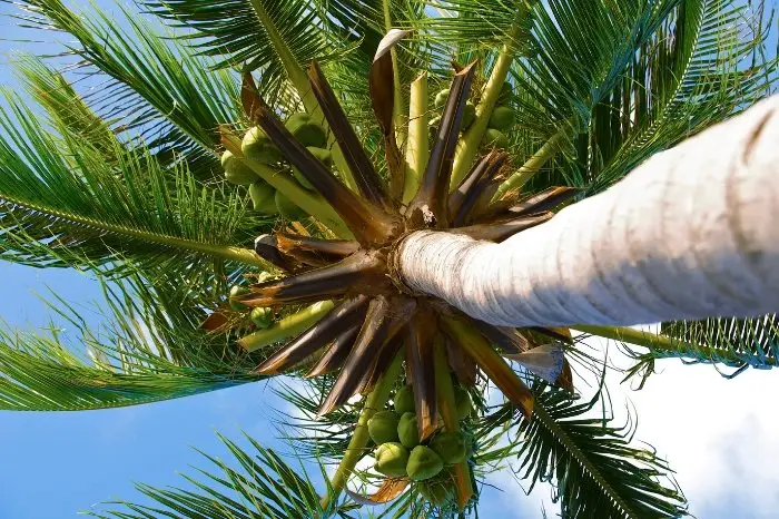 Similarities Between Areca And Majesty Palm