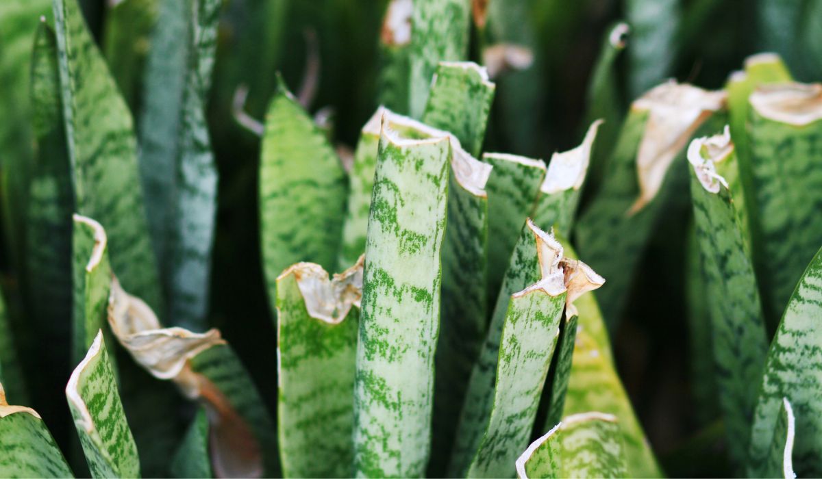 Snake Plant Broken Leaves - 7 Things You Should Know In Order To Maintain Healthy Snake Plant Leaves