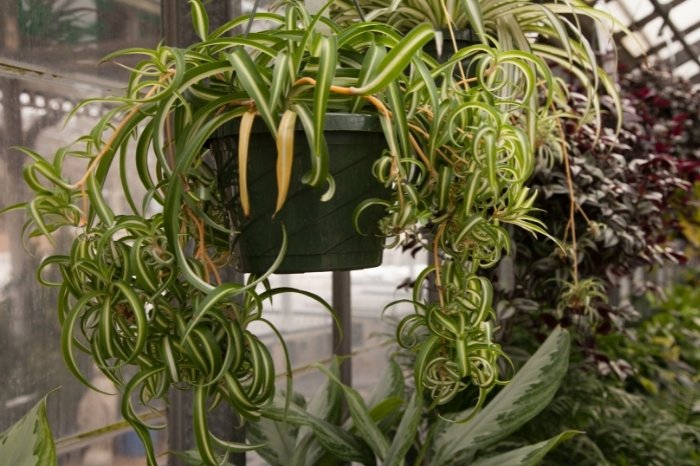 So What Makes A Spider Plant Too Big - Watering