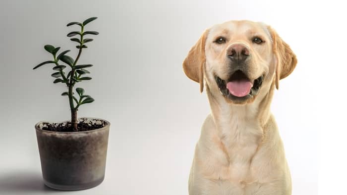 What happens if a dog eats a succulent