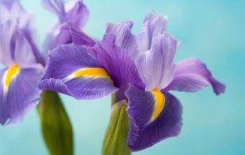 Do Irises Grow In Shade? - A Deeper Study