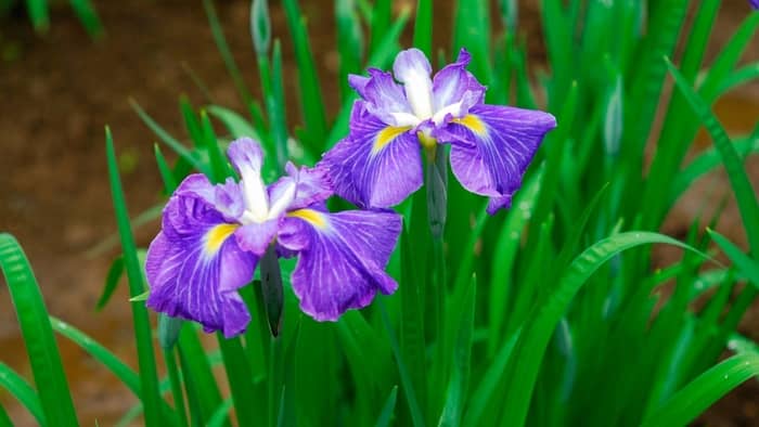 Where do Irises grow best