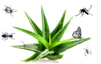Does Aloe Vera Attract Bugs?