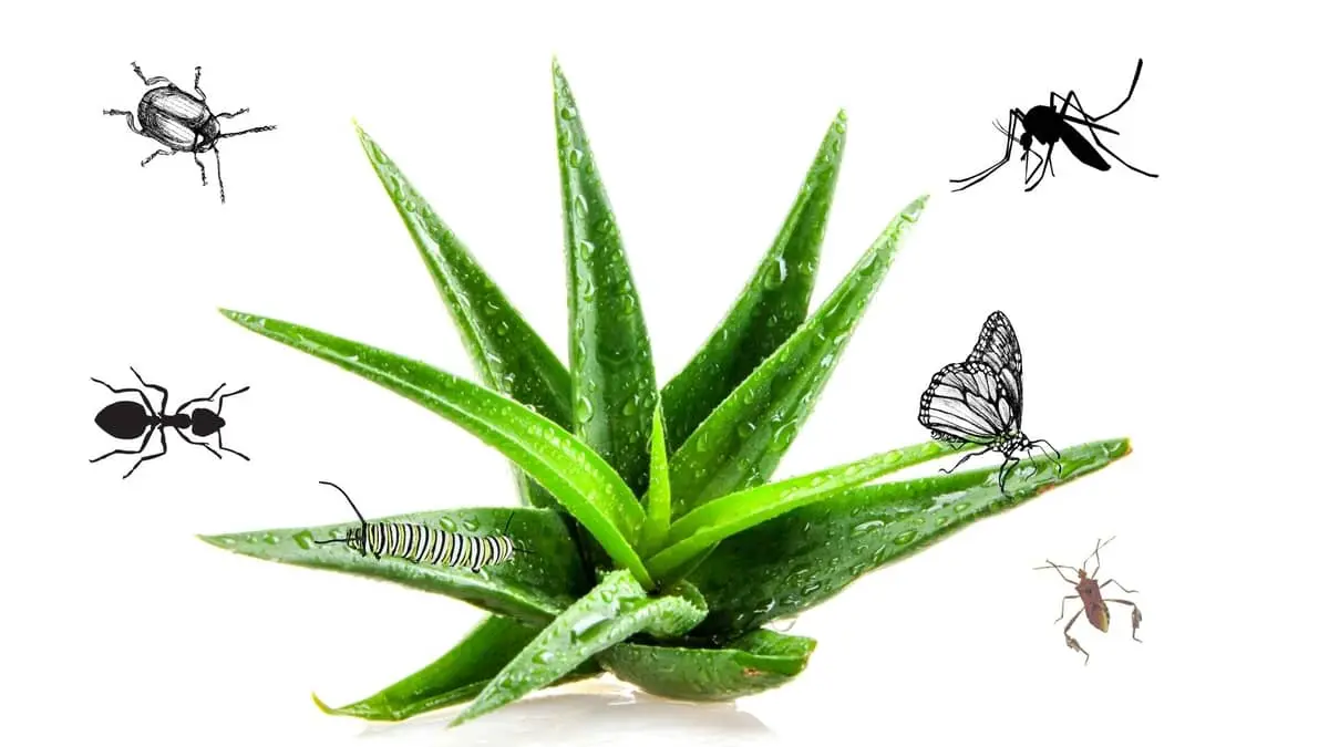 Does Aloe Vera Attract Bugs?