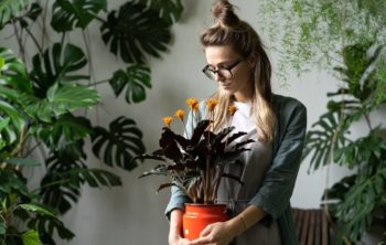 A Guide On Flowering Houseplant Identification