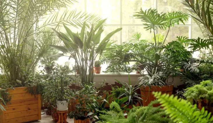 A Guide On Houseplant Palm Identification 
