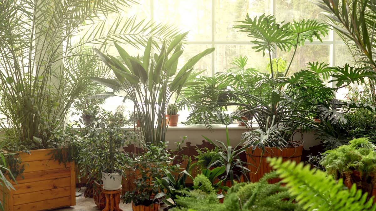 A Guide On Houseplant Palm Identification 