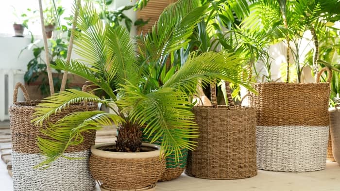 How do I identify my indoor palm tree?