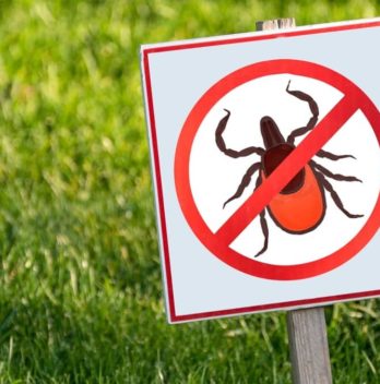 How To Get Rid Of Lawn Mites?