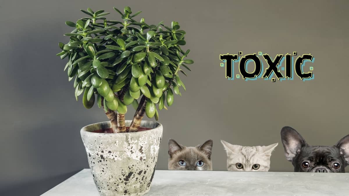 jade plant toxic to dogs
