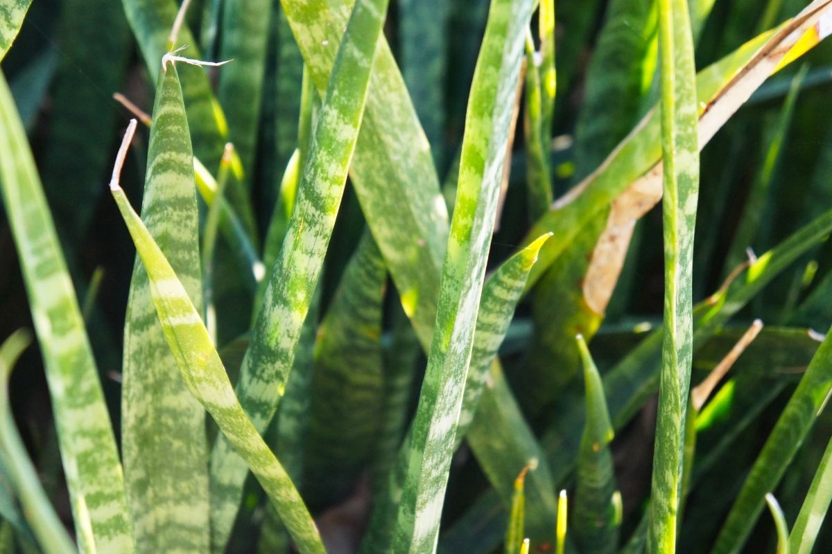 What Causes Snake Plant Scarring
