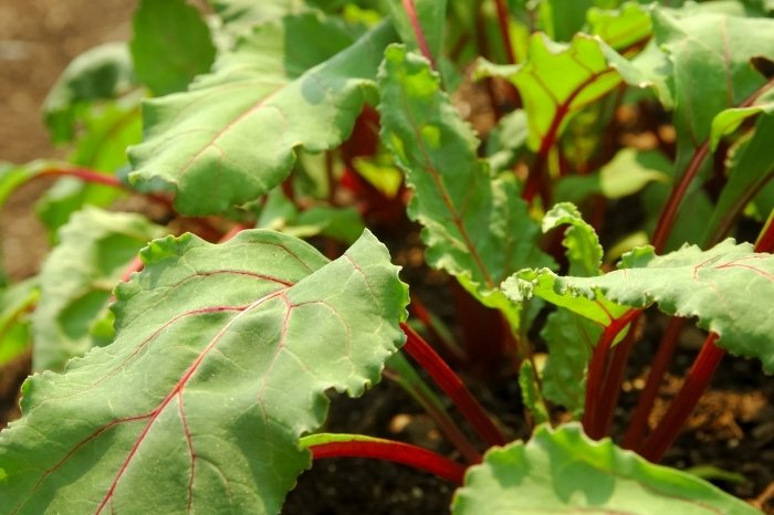 What Vegetables Grow Well In Containers - Beets
