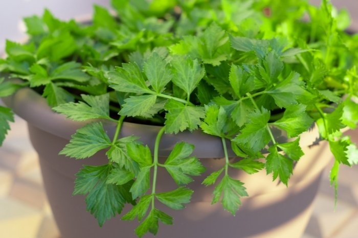What Vegetables Grow Well In Containers - Celery