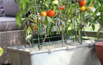 What Vegetables Grow Well In Containers - Top 18 Best