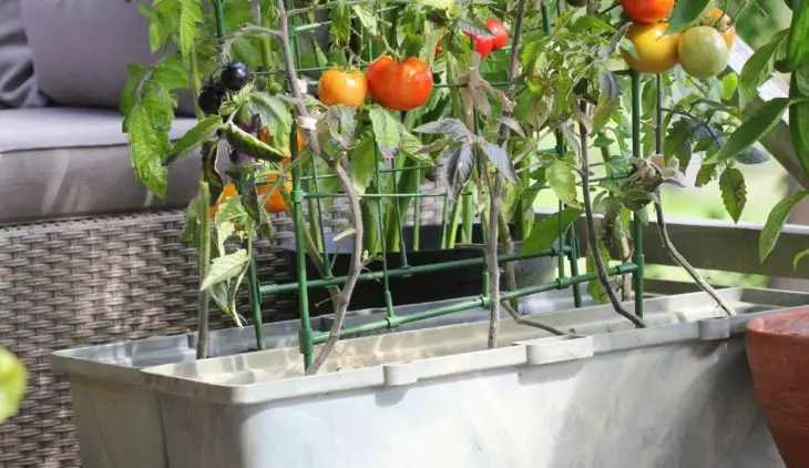 What Vegetables Grow Well In Containers - Top 18 Best