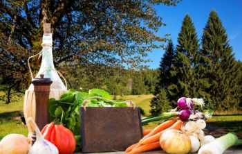 What Vegetables Grow Well Near Pine Trees - Top 20 Best