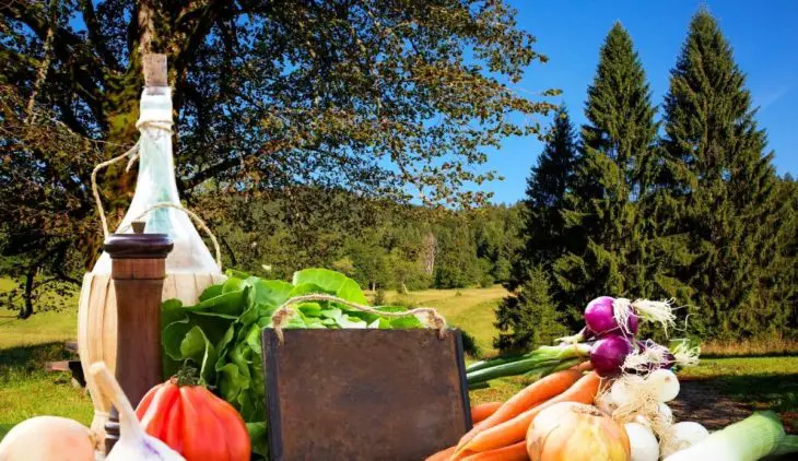 What Vegetables Grow Well Near Pine Trees - Top 20 Best