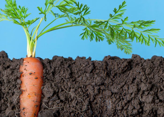  What is the function of a carrot root