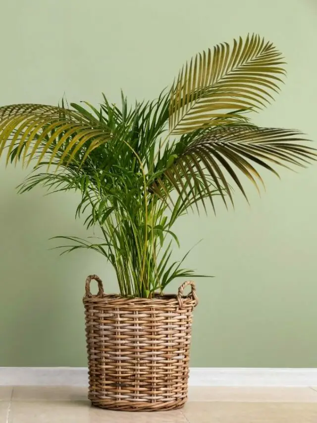 Easily Identify A Kentia Palm From An Areca Palm