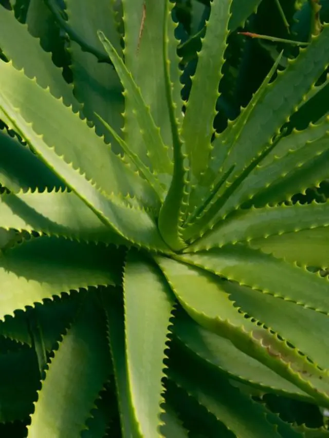 Effective Ways You Can Reproduce An Aloe Vera Plant