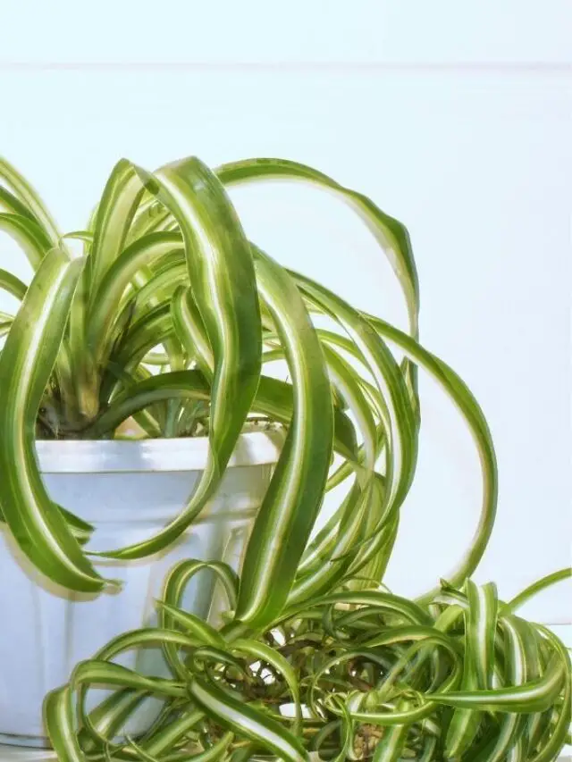 Growing Your Spider Plant Too Big