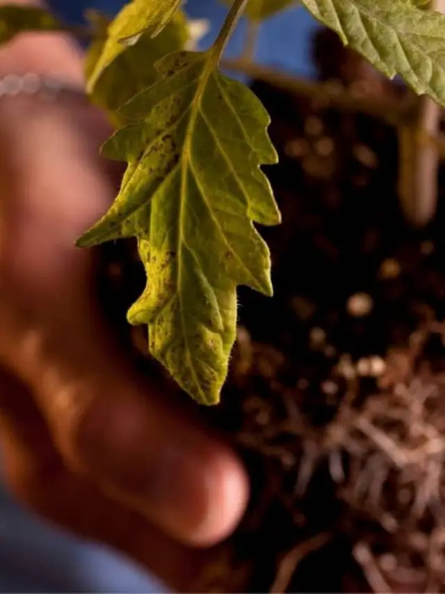 How Deep Do Tomato Plants' Roots Grow