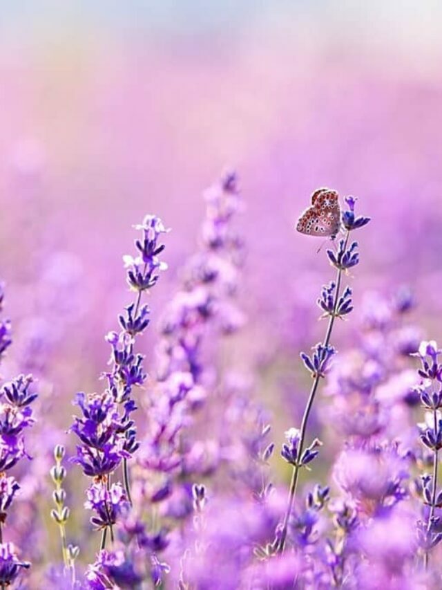 How Is Lavender Really Classified: Herb Or Flower?