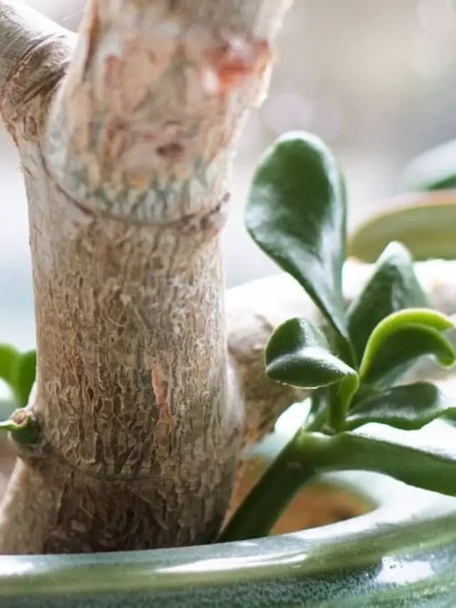 Jade Plant With A Broken Trunk